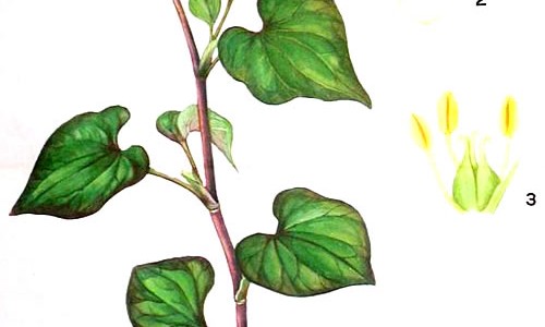 云南白药气雾剂功能主治网 - 云南白药气雾剂功能主治用法用量,云南白药气雾剂的作用与用法